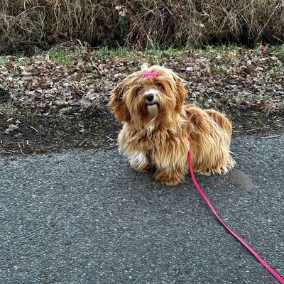 Hundetreffen-Social Walks-Bild