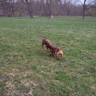 Hundetreffen-Spieletreff für Ridgebacks o. größere Junghunde-Bild