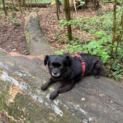 Hundetreffen-Spaziertreff / Hundefreundschaft-Bild