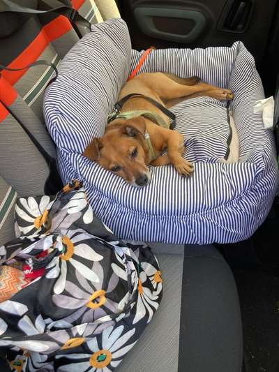 Hundetreffen-In Dornum-Bild