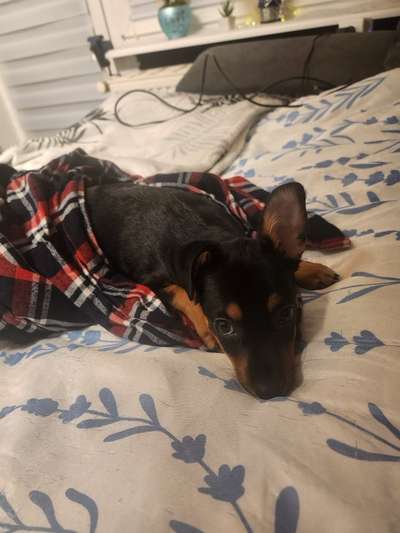 Spitzname(n) Deines Hundes-Beitrag-Bild