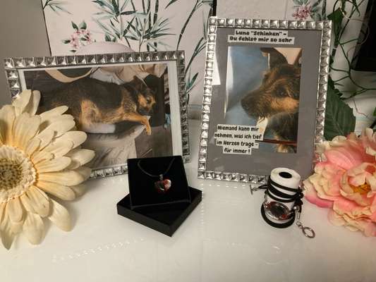 Spitzname(n) Deines Hundes-Beitrag-Bild