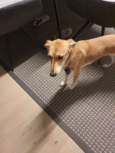 Betreuung für den Hund-Beitrag-Bild