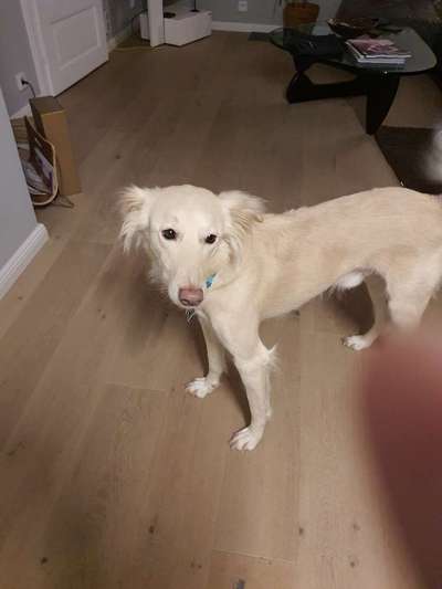 Betreuung für den Hund-Beitrag-Bild