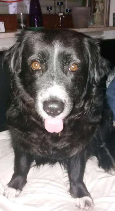 Hunde vom Tierschutzverein 🐕♥️-Beitrag-Bild