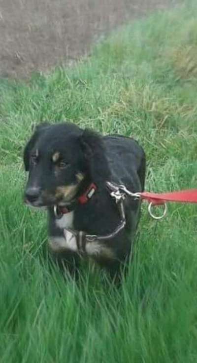 Welpen Bilder !-Beitrag-Bild