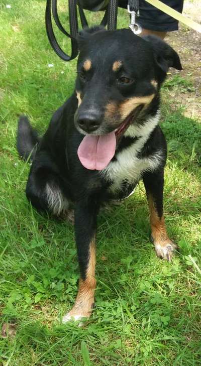 Hunde vom Tierschutzverein 🐕♥️-Beitrag-Bild