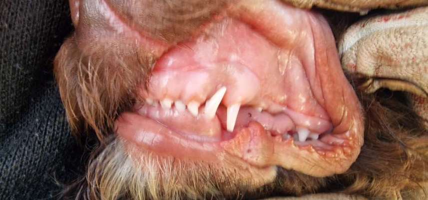 Überbiss beim Welpe-Beitrag-Bild