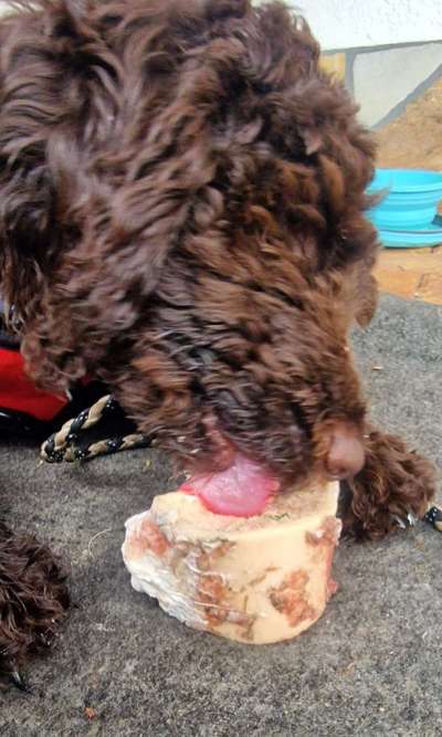 Zeigt her Eure Futternäpfe-Beitrag-Bild