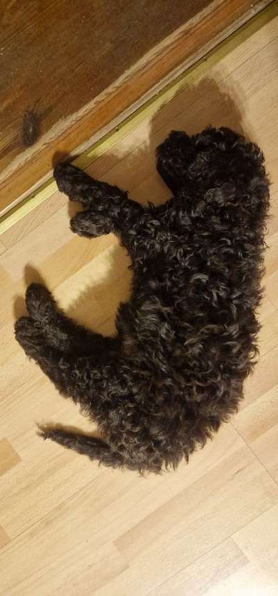 Welpen Bilder !-Beitrag-Bild