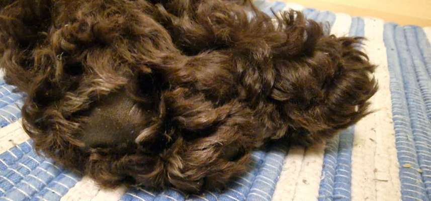 Alles rund um den Pudel-Beitrag-Bild