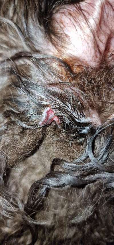 Wunde am Ohr, Tierarzt Dringlichkeit-Beitrag-Bild