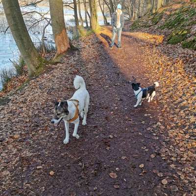 Hundetreffen-Gassirunde mit Emma-Bild