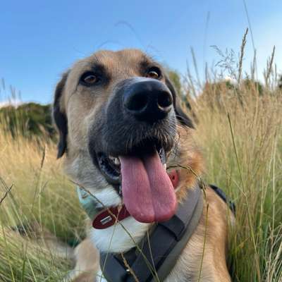 Hundetreffen-Hundefreunde gesucht-Bild