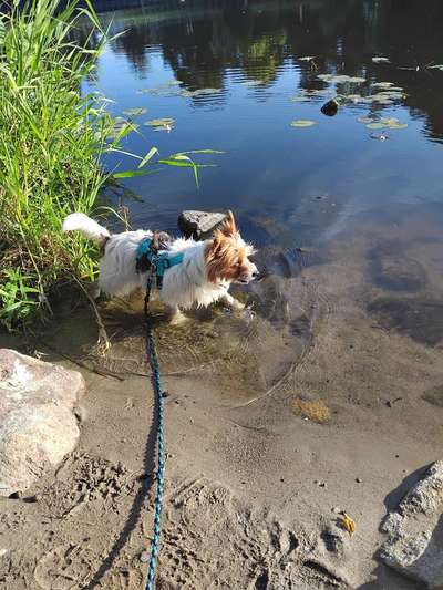 TierschutzhundeStammtisch🐕-Beitrag-Bild