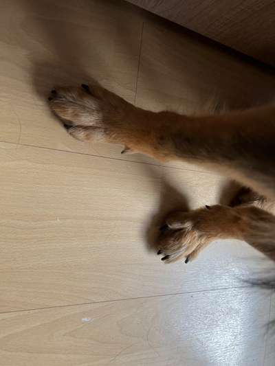 Alles rund um den Schäferhund, diskutieren erwünscht.-Beitrag-Bild