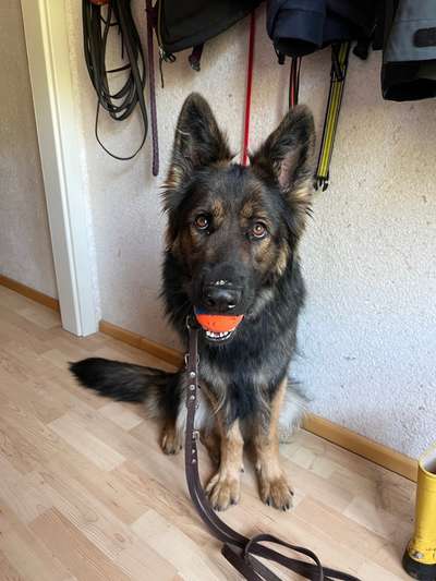 Alles rund um den Schäferhund, diskutieren erwünscht.-Beitrag-Bild