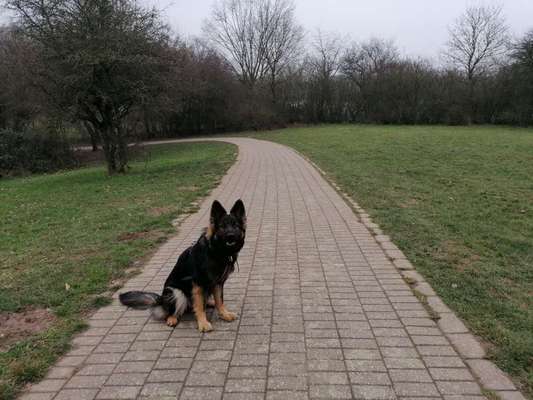Alles rund um den Schäferhund, diskutieren erwünscht.-Beitrag-Bild