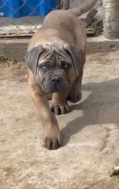 cane corso-Beitrag-Bild