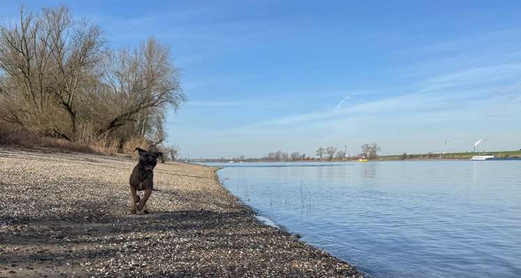 cane corso-Beitrag-Bild