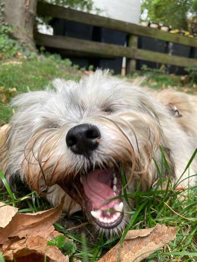 Fotochallenge Nr. 47 - Zeigt die Zähne-Beitrag-Bild