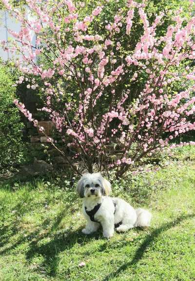 Fotochallenge 78

Es grünt und blüht-Beitrag-Bild