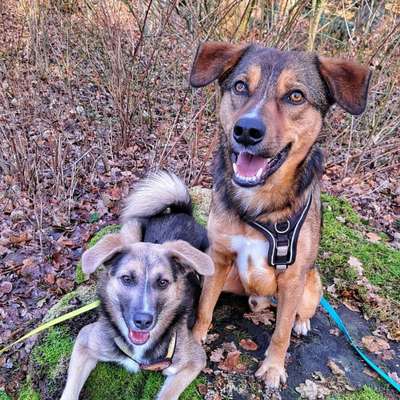 Hundetreffen-Sozialwalk-Bild