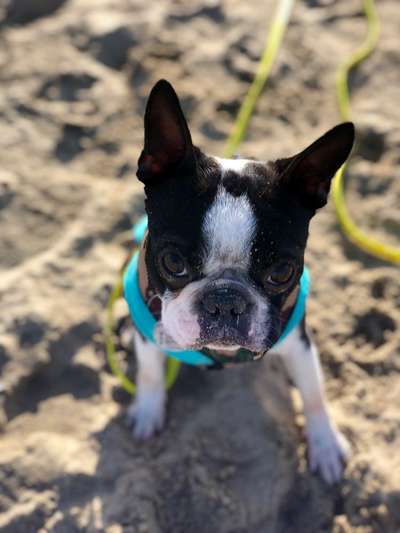 Boston Terrier Liebhaber❤️-Beitrag-Bild
