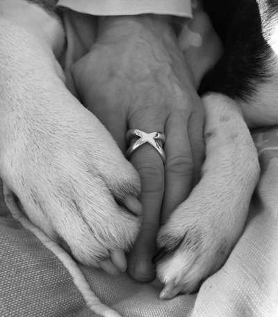 Pfötchen-Beitrag-Bild