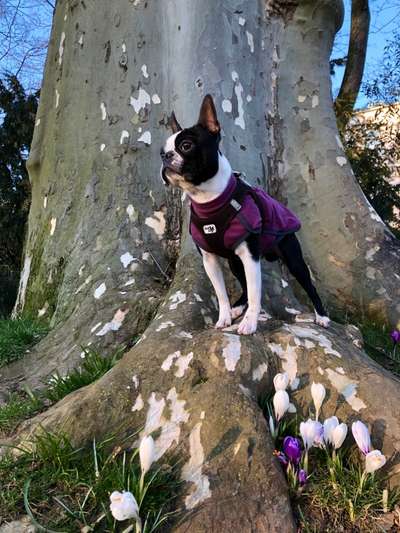 Dogorama Photo Challenge - die ersten Frühjahrsblumen-Beitrag-Bild