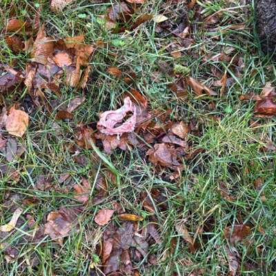 Giftköder-Mehrere Hunde mit Vergiftungserscheinung-Bild