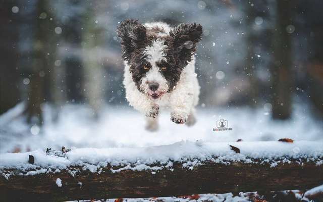 Zeigt die schönsten Schneebilder von eurer Fellnase ❄️-Beitrag-Bild