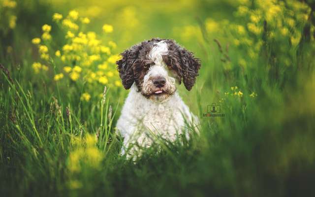 Fotochallange 63: "Dein blühendes Hündchen"-Beitrag-Bild