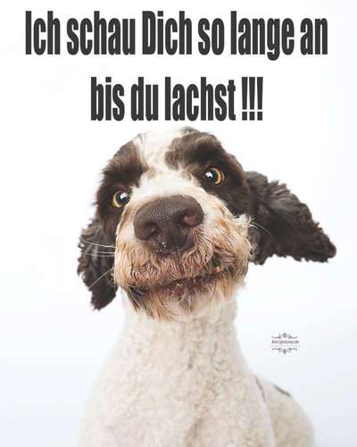 CHALLENGE NR. 19 - Der Hundeblick-Beitrag-Bild