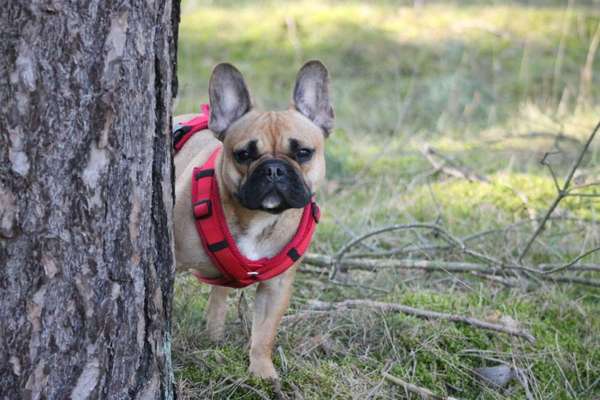 Hundetreffen-Junghunde Treffen-Bild