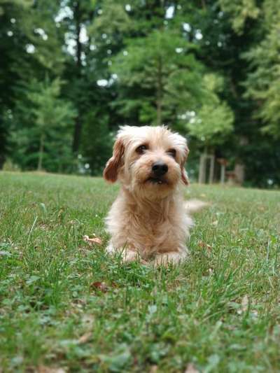 Unsere Fellnasen im Regenbogenland-Beitrag-Bild