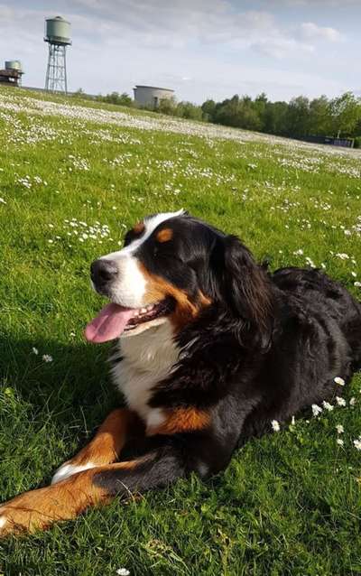 Berner Sennen-Beitrag-Bild