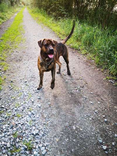 Dogo Argentino Freunde-Beitrag-Bild