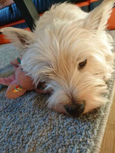 Westhighland white Terrier-Beitrag-Bild