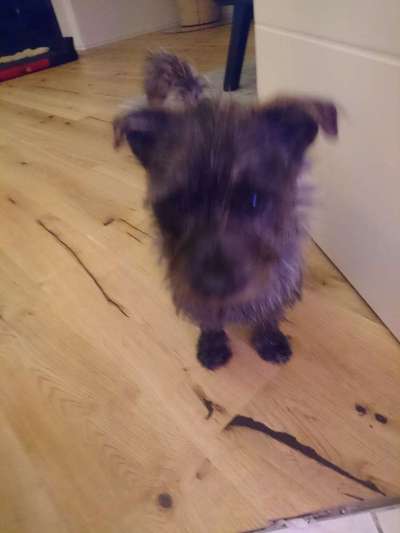 Westhighland white Terrier-Beitrag-Bild