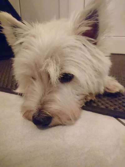 Westhighland white Terrier-Beitrag-Bild