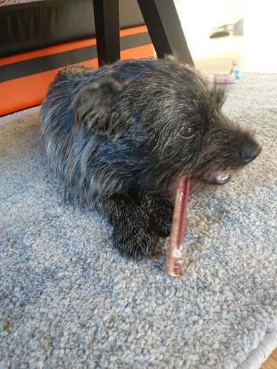 Westhighland white Terrier-Beitrag-Bild