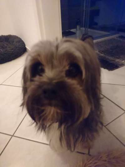 Westhighland white Terrier-Beitrag-Bild