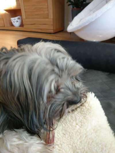 Westhighland white Terrier-Beitrag-Bild