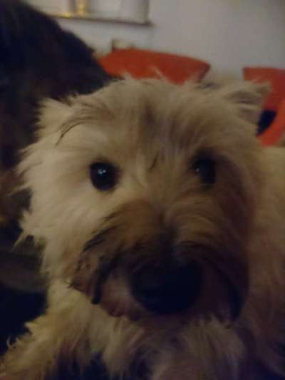 Westhighland white Terrier-Beitrag-Bild
