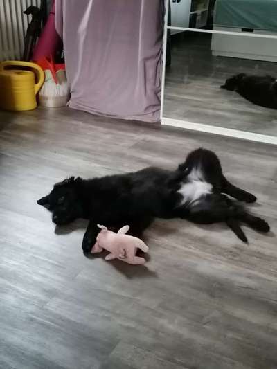 Labradorfans-Beitrag-Bild