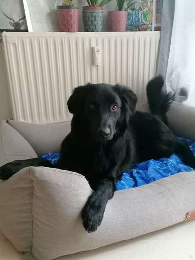 Labradorfans-Beitrag-Bild