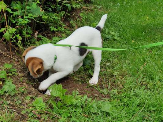 Dansky (Dansk-Svensk Gårdshund)-Beitrag-Bild