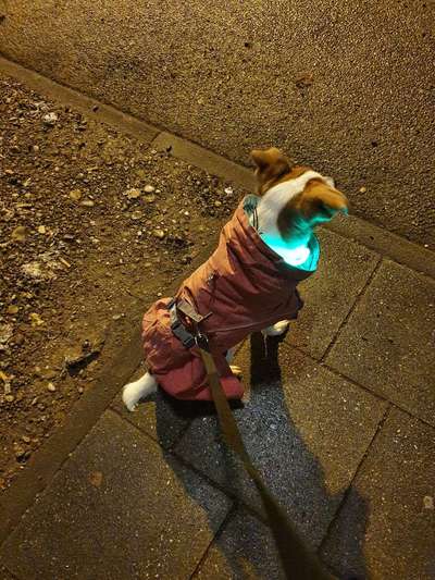 Dansky (Dansk-Svensk Gårdshund)-Beitrag-Bild