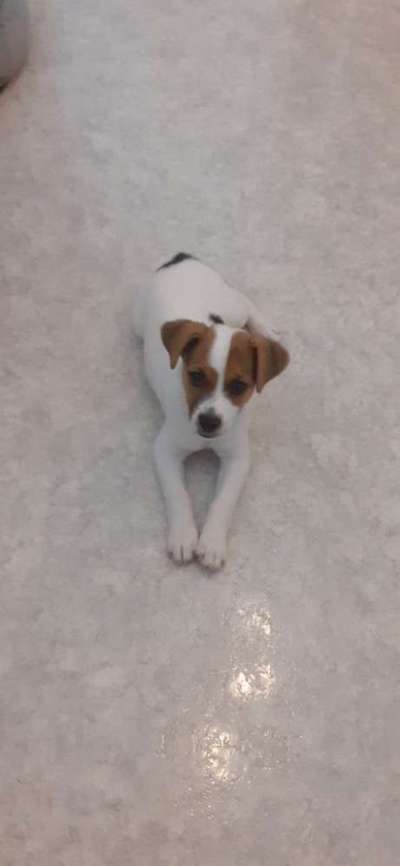 Dansky (Dansk-Svensk Gårdshund)-Beitrag-Bild